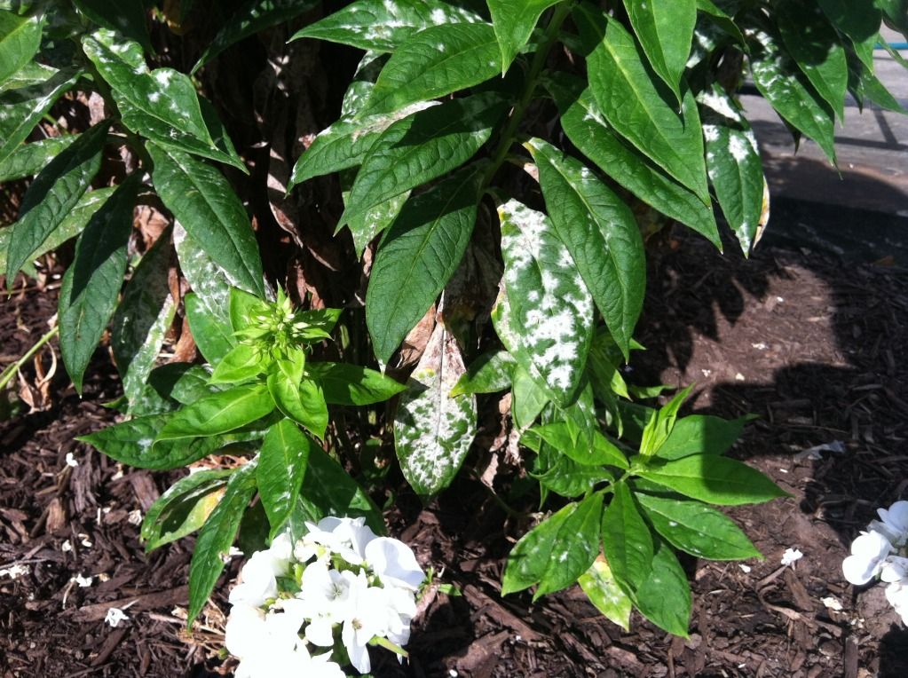 Uploaded from the Photobucket iPhone App